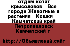 отдам котят крысоловов - Все города Животные и растения » Кошки   . Камчатский край,Петропавловск-Камчатский г.